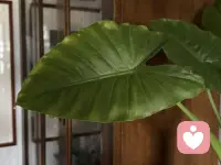 风漫过午后的燥热，
光影轻轻摇晃，
心事被夏阳慢慢熨烫，
不慌不忙，自有温柔晴朗。配图