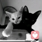 黑夜废墟的头像