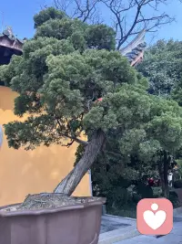 今年初三去的龙华人流堪比南京路！配图