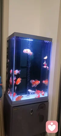 亲子沟通的本质，不是征服或驯服，而是弯下腰，搭建一座无声的桥
个人原创
亲子沟通的本质，不是征服或驯服，而是弯下腰，搭建一座无声的桥
2026-02-27 6  1
🌧️ 一、初春的场景与冲突
初春的雨丝斜织在窗棂上，林小满蜷在沙发角落，指尖无意识地划过手机屏幕。客厅里，母亲陈慧正擦拭茶几，目光却总忍不住飘向女儿——那个自从升入初二便仿佛被无形墙壁包裹的少女。餐桌上，两副碗筷静默地摆放着，热气早已消散。“小满，吃饭了。”陈慧的声音像投入深潭的石子，激起细微涟漪。少女头也不抬，只从鼻腔里哼出一声模糊的应答。这样的场景，曾是这个家的常态。陈慧想起半年前那场激烈的冲突：她质问女儿为何沉迷短视频，小满却摔门嘶吼：“你根本不懂我的世界！” 那一夜，门锁的冰冷声在玄关回荡，陈慧独自坐在黑暗里，听见自己心跳如擂鼓。

✏️ 二、转机与学习
转机始于一次社区讲座。陈慧在“亲子沟通工作坊”中第一次接触到“镜像倾听”——放下评判，用复述传递理解。讲师举例：“当孩子说‘作业烦死了’，不要说‘这有什么好抱怨的’，而是‘听起来你被作业压得喘不过气，对吗？’” 那瞬间，陈慧恍然惊醒：原来自己习惯的“说教模式”，早已筑起高墙。当晚，她轻敲小满房门。少女正戴着耳机涂鸦，笔尖在纸上沙沙游走。陈慧学着蹲下身，视线与女儿齐平：“今天……是不是遇到什么烦心事了？”小满摘下耳机，迟疑片刻：“数学测验又砸了。”声音轻得像叹息。陈慧没有急着安慰，而是接过画本：“能和妈妈说说，哪里让你觉得‘卡住’了吗？” 那晚，台灯下第一次没有责备，只有笔尖划过纸面的细响，和母亲笨拙却真诚的回应：“原来你不是不想学，是怕再努力也够不到那个分数，对吗？” 小满的睫毛颤了颤，一滴墨迹晕染开，像黑夜中悄然融化的冰。

💓 三、改善沟通与感悟
沟通的裂痕开始弥合。周末，陈慧不再强求女儿参加补习班，而是提议：“我们试试一起做那个短视频？就当是……妈妈向你学习新世界。” 小满瞪大眼睛，随即嘴角微扬。镜头里，少女教母亲运镜剪辑，陈慧则分享自己年少时的笨拙故事。当母女俩为一条花絮笑作一团时，小满突然说：“妈，其实你不用懂所有，只要愿意听我讲就好。”如今，餐桌上的沉默被零星的分享取代。小满会说起学校趣事，陈慧则放下手机认真倾听，偶尔插一句：“后来呢？”或“你当时感觉如何？”