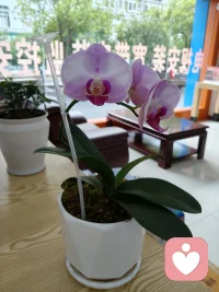 我们这一生，都在等一个愿意真正倾听的人。
不是敷衍，不是应付，不是左耳进右耳出。
而是你一开口，他就懂你的欲言又止。
 
太多人忙着教你怎么做，
却很少人问你：你到底难不难受。
太多人在意你飞得高不高，
却没人在意你飞得累不累。
 
你不是矫情，你只是太久没被好好倾听。
你不是脆弱，你只是需要一个出口。
把压抑的、难过的、纠结的、说不出口的，
统统倒出来。
 
我不评判你的对错，不打断你的情绪，不泄露你的秘密。
只做你最安心的倾听者。
你说多久，我就听多久。配图