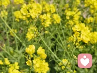 赴一场春天的约会，满目金黄，满心欢喜。
​
油菜花盛开的地方，就是春天最治愈的角落。配图