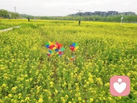 阳光正好，微风不燥，
在一片温柔的金黄里，
暂时放下所有疲惫与烦恼，
只做一个被春天治愈的人。