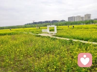 阳光正好，微风不燥，
在一片温柔的金黄里，
暂时放下所有疲惫与烦恼，
只做一个被春天治愈的人。