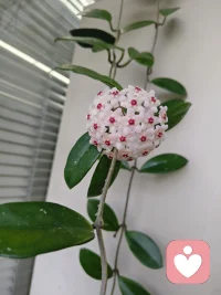 久违的阳光冲破连日阴雨，吹散积攒已久的沉闷与霉运。
窗边的球兰悄然舒展，在办公室一隅温柔绽放，
阴霾的日子慢慢回暖，期待的好运也如约而至！😘😘😘配图