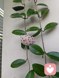 久违的阳光冲破连日阴雨，吹散积攒已久的沉闷与霉运。
窗边的球兰悄然舒展，在办公室一隅温柔绽放，
阴霾的日子慢慢回暖，期待的好运也如约而至！😘😘😘配图