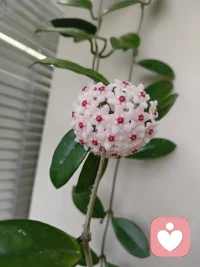 久违的阳光冲破连日阴雨，吹散积攒已久的沉闷与霉运。
窗边的球兰悄然舒展，在办公室一隅温柔绽放，
阴霾的日子慢慢回暖，期待的好运也如约而至！😘😘😘配图