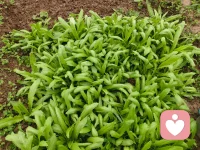 难得周末闲暇，一头扎进菜园花圃里
不问工作琐事，不理生活焦虑
看着绿植慢慢舒展，蔬果悄然生长
平凡日常，也藏着满满的松弛幸福感配图