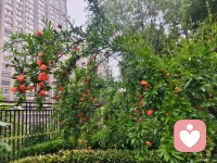 难得周末闲暇，一头扎进菜园花圃里
不问工作琐事，不理生活焦虑
看着绿植慢慢舒展，蔬果悄然生长
平凡日常，也藏着满满的松弛幸福感配图