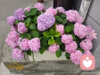 难得周末闲暇，一头扎进菜园花圃里
不问工作琐事，不理生活焦虑
看着绿植慢慢舒展，蔬果悄然生长
平凡日常，也藏着满满的松弛幸福感配图