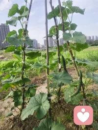 六月清晨浸着薄雾，
田园被晨光慢慢唤醒。
青菜鲜润、作物拔节，
向日葵迎着朝阳慢慢抬头，
人间烟火，尽在一方菜园🌱