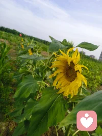 六月清晨浸着薄雾，
田园被晨光慢慢唤醒。
青菜鲜润、作物拔节，
向日葵迎着朝阳慢慢抬头，
人间烟火，尽在一方菜园🌱
