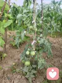 六月清晨浸着薄雾，
田园被晨光慢慢唤醒。
青菜鲜润、作物拔节，
向日葵迎着朝阳慢慢抬头，
人间烟火，尽在一方菜园🌱