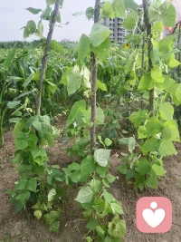 六月清晨浸着薄雾，
田园被晨光慢慢唤醒。
青菜鲜润、作物拔节，
向日葵迎着朝阳慢慢抬头，
人间烟火，尽在一方菜园🌱