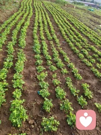 六月清晨浸着薄雾，
田园被晨光慢慢唤醒。
青菜鲜润、作物拔节，
向日葵迎着朝阳慢慢抬头，
人间烟火，尽在一方菜园🌱