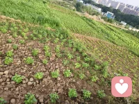 六月清晨浸着薄雾，
田园被晨光慢慢唤醒。
青菜鲜润、作物拔节，
向日葵迎着朝阳慢慢抬头，
人间烟火，尽在一方菜园🌱