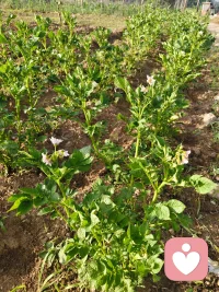 六月清晨浸着薄雾，
田园被晨光慢慢唤醒。
青菜鲜润、作物拔节，
向日葵迎着朝阳慢慢抬头，
人间烟火，尽在一方菜园🌱