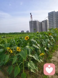 六月清晨浸着薄雾，
田园被晨光慢慢唤醒。
青菜鲜润、作物拔节，
向日葵迎着朝阳慢慢抬头，
人间烟火，尽在一方菜园🌱
