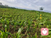六月清晨浸着薄雾，
田园被晨光慢慢唤醒。
青菜鲜润、作物拔节，
向日葵迎着朝阳慢慢抬头，
人间烟火，尽在一方菜园🌱