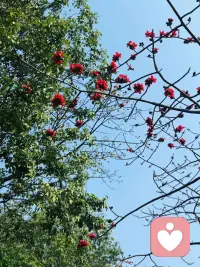 今年的木棉又开啦配图