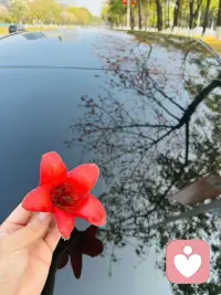 今年的木棉又开啦配图