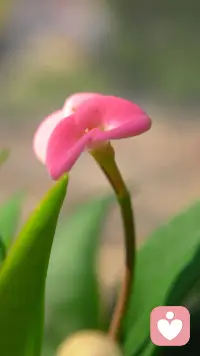 我是一名专注于情绪陪伴与心理支持的倾听师，以中立、包容、不评判的专业态度，为你提供安全的倾诉空间。在这里，你可以卸下防备，坦诚表达困惑、焦虑与创伤，我会用心倾听、共情回应，协助你梳理情绪、看见自我，陪你在温柔的陪伴中逐步找回内心的力量与平衡。配图