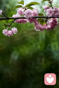 倾听师的春日碎念🌸

把温柔留给晚风，把倾听藏进樱花里。
如果你也有无处安放的情绪，来这里，我们慢慢说，好好聊。
#倾听师 #情绪疗愈 #春日治愈配图