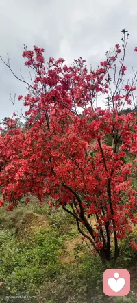 这一树热烈的红，是我为你准备的倾听底色✨
那些藏在心底的委屈与疲惫，我都愿意慢慢听你说。配图