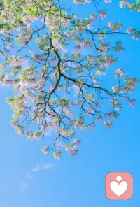 “我们都在找，那个和自己影子重叠的人。
不用开口，一个眼神就懂，
就像这树的枝与花，
明明是同根生，却偏偏要紧紧靠在一起，
向着同一片蓝天，呼吸同一份温柔。
我在听，你的秘密，我替你收好。”