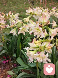 朱顶红舒展的花瓣，是它对世界的回应；
而孩子渴望被看见的眼神，是他对爱的求助。
很多亲子矛盾的根源，往往不是“不爱”，而是“不听”。
作为倾听师，我常说：先处理情绪，再处理事情。
听懂孩子沉默背后的语言，才能搭建起真正沟通的桥梁。
如果你正困于亲子的僵局，欢迎来聊。
#亲子教育 #倾听师 #原生家庭 #心理疗愈