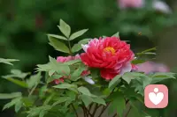 红牡丹热烈盛放，是身体本能的生命力；白牡丹清雅舒展，是灵魂深处的安全感。
女生的性，从来不是羞耻的话题，而是属于自己的、完整的一部分。
它可以是热烈的渴望，也可以是平静的边界；
可以是亲密的联结，也可以是独处的自在。
别用世俗的标准绑架自己，别把身体的感受藏在阴影里。
我是倾听师，在这里，你可以毫无保留地说出所有关于性的困惑、不安、渴望与创伤。
不评判、不指责、不定义，只认真听你说，陪你找回身体的主权，拥抱完整的自己。配图