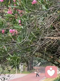 夹在枝叶与繁花之间，看人来人往。

我们总在步履匆匆里，藏起疲惫与心事。世间烦恼各有重量，不必独自硬扛。

我在这里，安静倾听所有细碎情绪，接纳你的脆弱与不安，做你温柔的情绪避风港🌿