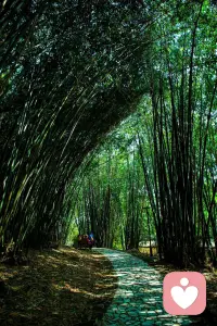 浣花溪的竹林隧道，阳光从叶缝里漏下来，落在铺满落叶的小路上。风穿过竹林的声音，像在说“慢慢来”。我们总在赶路，却忘了偶尔也可以躲进一片荫凉里，和自己好好待一会儿。