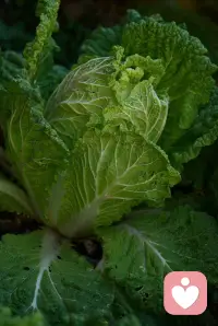 这棵裹得紧紧的大白菜，像不像此刻你藏在心里、层层包裹的情绪？
我是倾听师，不评判，不催促，只安静接住你的所有。
不用逼自己坚强，你也可以慢慢舒展，被温柔看见。🌿