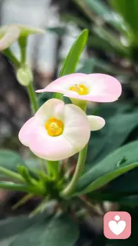 粉白花瓣凝着晨露，像极了藏在情绪里的温柔。
生活总有褶皱，情绪也会有低落的时刻。
我愿做你情绪的容器，接住你的疲惫与委屈。
不必强撑，来这里，把心事慢慢说，我陪你一点点拆解。🌿