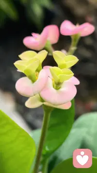 我总爱这样静静按下快门，只因在取景的那一刻，心会自动慢下来。
镜头里的世界温柔又清晰，那一刻的专注与放松，是最好的情绪疗愈。
作为倾听师，愿陪你接住所有情绪，也陪你发现生活里的每一份美好 🌿