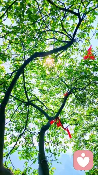 阳光穿过枝叶，像在给每一缕心事温柔地打光。那些藏在褶皱里的情绪，终会被风轻轻吹散，被光慢慢熨平。我在这里，陪你等风来，也陪你等花开。配图