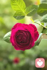这张盛放的玫瑰，像极了我们寻爱的模样。
其实人生不必困在爱或不爱的执念里，很多时候，我们寻找的不是他人的爱，而是那个被遗忘的自己。
当你终于和自己和解，坦然面对所有，就会发现：爱自己，才是终身浪漫的开始。
我在这里，陪你一起找回内心的平静。🌹配图