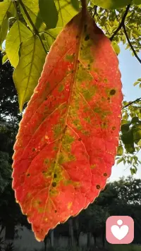 同一片叶子，翻过来，红的深浅、绿的斑驳都不一样。
像我们总习惯把光鲜的一面给别人，把藏着斑点的背面悄悄留给自己。
其实哪一面都不是错的，都是你真实的样子呀。配图