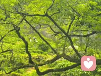 漫山的绿，裹着春日的风，指尖掠过茶青的瞬间，好像也接住了山野的温柔。
看着茶农的身影隐在林间，忽然懂了：慢下来的时光里，每一片芽叶都藏着治愈的力量。
愿你也能在忙碌里，寻得片刻心安。配图