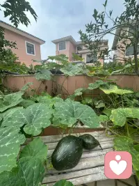 惠州东华侨村，两个悄悄长大的南瓜。
没有催促，没有比较，只是顺着藤蔓，稳稳地、慢慢生长。
生活也该这样，允许自己按自己的节奏，好好活着。配图