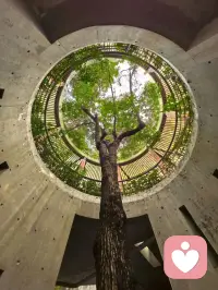 母亲节这天，想起小时候总躲在妈妈身后，就像这棵被温柔包裹的树。长大后我们学会了硬撑，可妈妈永远是那个愿意接住你所有脆弱的“树洞”。今天，也允许自己做回孩子，和我说说那些藏在心底的话吧。🌿配图