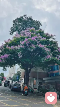 在城市街头守了很久，只为等一个恰好经过树下的身影。

满树的紫花在风里轻轻晃，像把细碎的温柔撒在了路边。那个穿橙衣的人，慢悠悠骑着车穿过花影，和满树的浪漫撞了个满怀。

作为倾听师，我见过太多藏在深夜里的心事，却在这片刻的光影里，被城市里最朴素的温柔治愈了。原来不必刻意寻找，生活里的美好，总在不经意间撞进眼里。
也愿每个赶路的人，都能被这样的温柔接住。配图