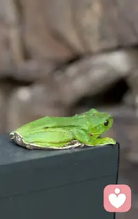 傍晚的小院里，这抹安静的青绿色格外温柔。它趴在角落，不吵不闹，像在陪着你一起，把一天的疲惫慢慢放下。

这抹清新的绿，本就带着生机与疗愈的意味，它像是在说：慢下来，别着急，你也可以像它一样，安安静静地，和自己好好待一会儿。配图