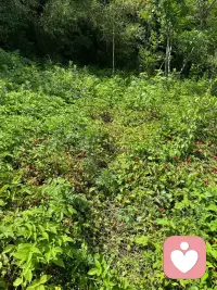 这些带着绒毛的小红果，藏着山野里最自在的温柔。
不用急着成熟，不用逼自己发光，哪怕带着点小刺，也值得被好好接住。
我在这里，像等一颗莓果慢慢甜那样，等你把情绪轻轻放下。配图