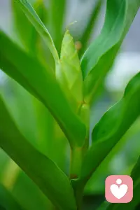 枝头姜花悄然蓄着温柔，花苞静静酝酿一场盛放。日子大多平淡细碎，如同草木默默生长。不必急于奔赴结果，安静等候花期就好。生活里的焦虑浮躁，都被这一抹绿意抚平。慢慢来，所有美好，都会按时赴约。配图