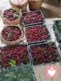 乡间新鲜杨梅陆续上市，一颗颗饱满通红，看着就让人心生欢喜。
入口酸甜清爽，一口消解燥热烦闷。简单鲜吃开胃解腻，泡酒、打冰沙，也能把夏日温柔藏进烟火里。
生活偶尔疲惫浮躁，不妨借一口酸甜安抚心绪。寻常山野小食，治愈琐碎焦虑。慢慢品尝滋味，放平紧绷的心，接纳平凡日子里细碎的温柔，好好善待自己。配图