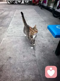 闲暇出门骑行，偶遇街边慵懒的狸花猫。伸手轻触柔软皮毛，浮躁心绪瞬间被抚平。
蓝花楹缀满枝头，落日透过枝叶洒落柔光，晚风温柔，路途舒缓。生活总裹挟着各样压力，奔波久了容易疲惫。
偶尔停下脚步，和小动物相逢，被自然治愈。接纳日常琐碎，慢下来感受平凡暖意，好好安抚自己，才是生活长久的解药。配图