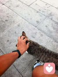 闲暇出门骑行，偶遇街边慵懒的狸花猫。伸手轻触柔软皮毛，浮躁心绪瞬间被抚平。
蓝花楹缀满枝头，落日透过枝叶洒落柔光，晚风温柔，路途舒缓。生活总裹挟着各样压力，奔波久了容易疲惫。
偶尔停下脚步，和小动物相逢，被自然治愈。接纳日常琐碎，慢下来感受平凡暖意，好好安抚自己，才是生活长久的解药。配图