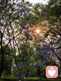闲暇出门骑行，偶遇街边慵懒的狸花猫。伸手轻触柔软皮毛，浮躁心绪瞬间被抚平。
蓝花楹缀满枝头，落日透过枝叶洒落柔光，晚风温柔，路途舒缓。生活总裹挟着各样压力，奔波久了容易疲惫。
偶尔停下脚步，和小动物相逢，被自然治愈。接纳日常琐碎，慢下来感受平凡暖意，好好安抚自己，才是生活长久的解药。配图